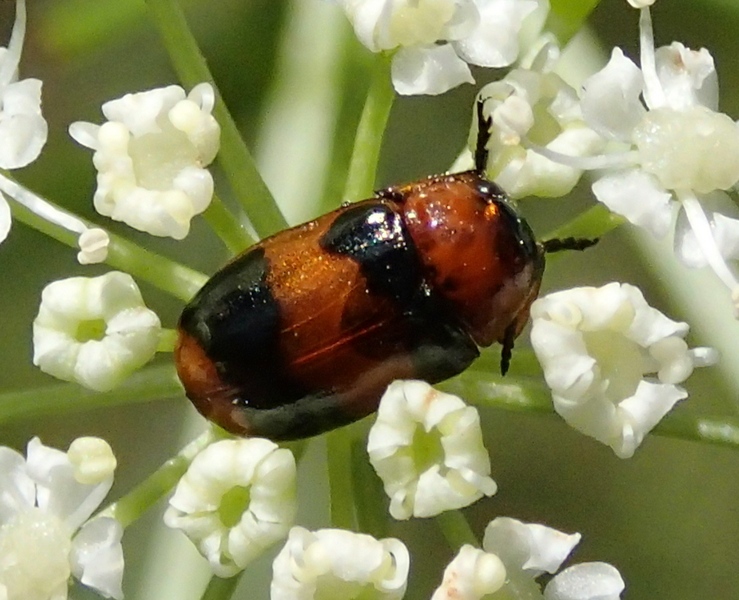 Coleoptera Chrysomelidae